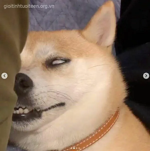 Meme Shiba tỏ vẻ mệt mỏi