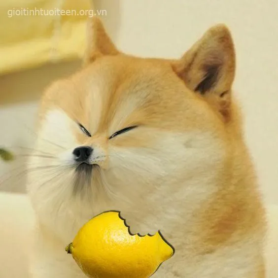 Meme Shiba nhăn mặt khi ăn chanh chua