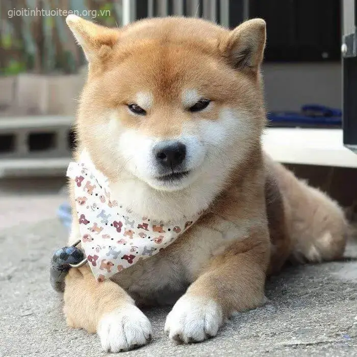 Meme Shiba cười đểu