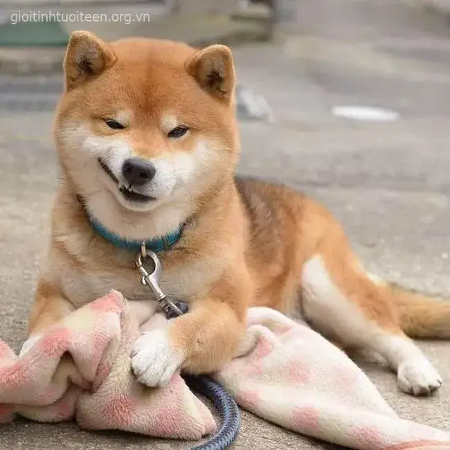Meme Shiba cười rất kháy đểu