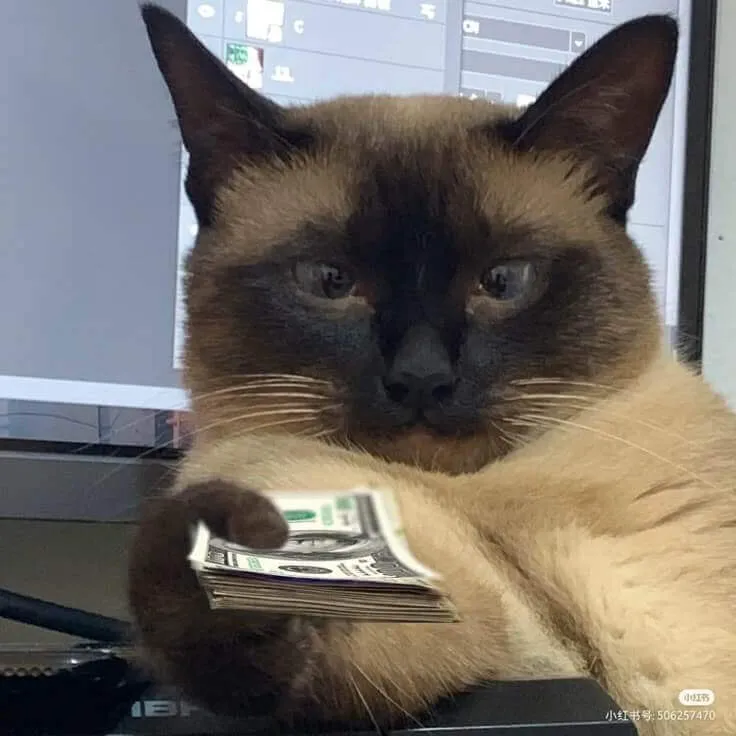 Meme hình ảnh mèo cho bạn tiền