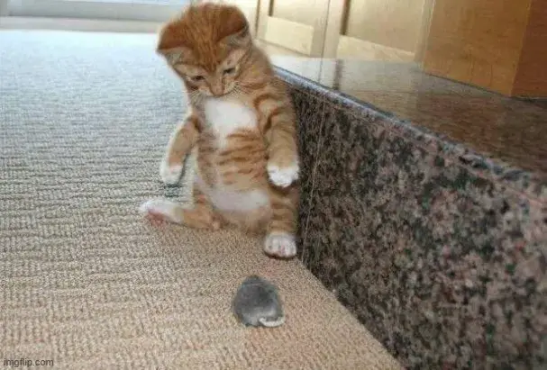 Hình chú chuột tính khô máu với con mèo