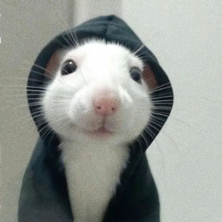 Hình chú chuột vui nhộn siêu đáng yêu