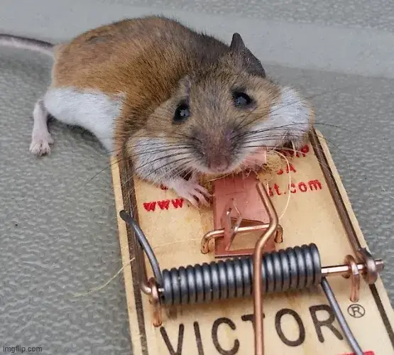 Hình chú chuột hiền lành duyên dáng