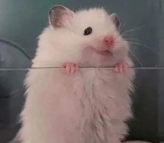 Meme con chuột hamster cười toe toét cực dễ thương