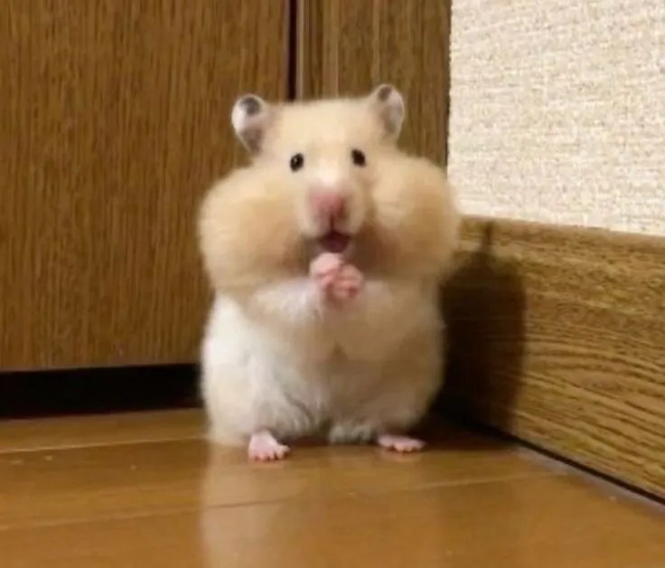 Meme chú chuột hamster cười rạng rỡ cực dễ thương