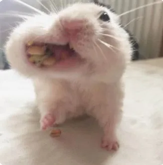 Hình chuột hamster ăn nguyên 1 miệng đồ ăn