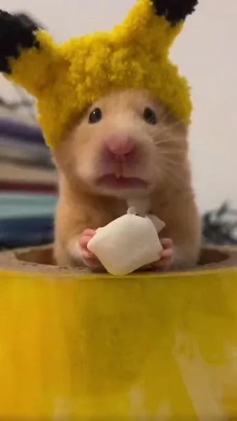 Meme chuột hamster vui nhộn đôi mắt long lanh
