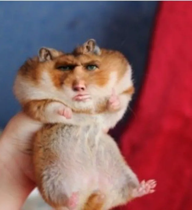 Ảnh chuột hamster bá đạo cực buồn cười