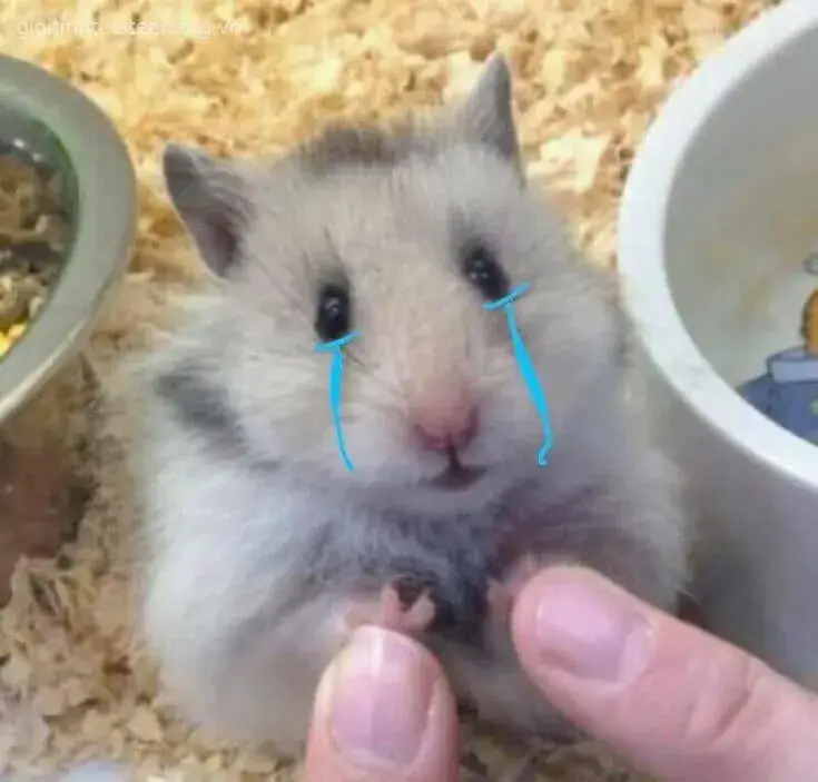 Hamster nhỏ ôm mặt khóc, trốn tránh trong góc phòng tối.