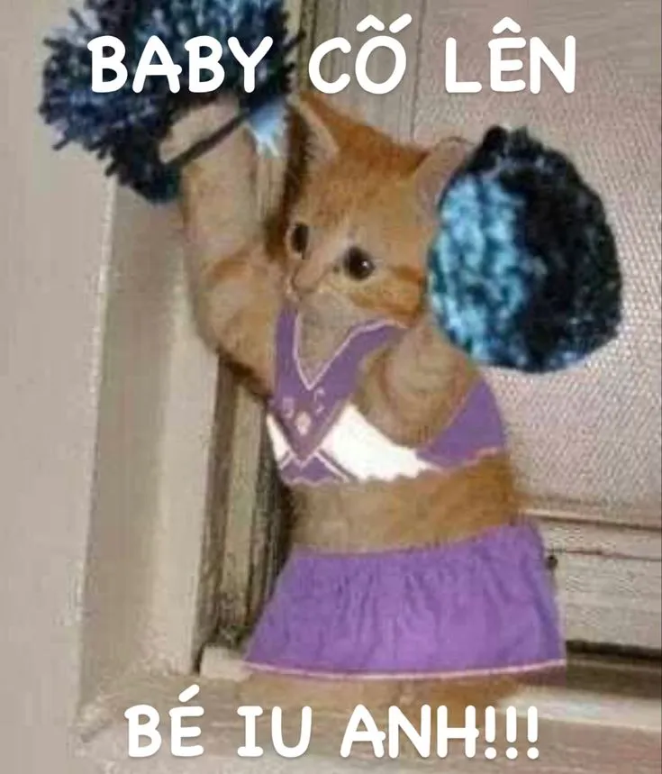 Meme mèo cổ vũ cố lên bạn ơi hài hước lan truyền mạnh