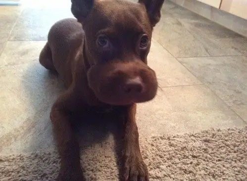 Khuôn mặt chó bị ong đốt phình to đầy ngây dại