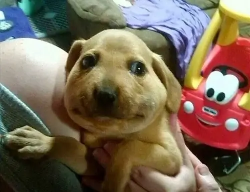 Biểu cảm chó bị ong đốt vừa đáng yêu vừa buồn cười