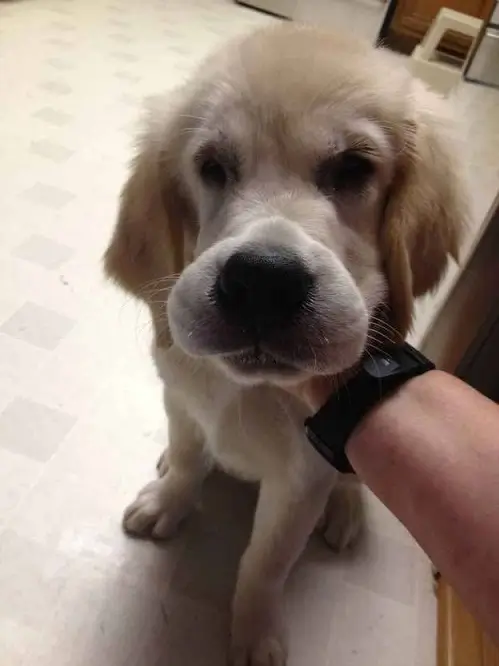 Gương mặt chó bị ong đốt đầy ngơ ngác hài hước