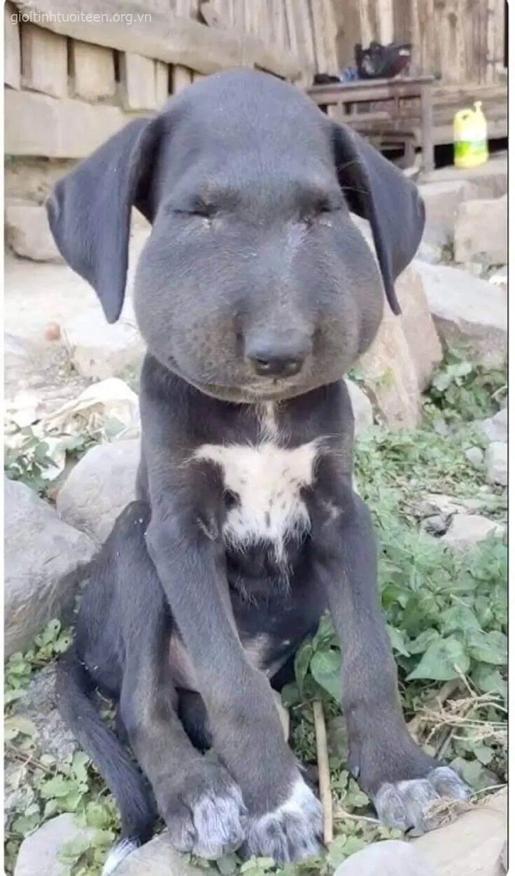 Chó bị ong đốt biểu cảm thất thần, ánh mắt hoảng sợ