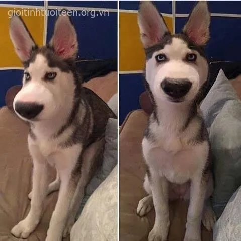 Biểu cảm chó Husky bị ong đốt khiến người xem bật cười