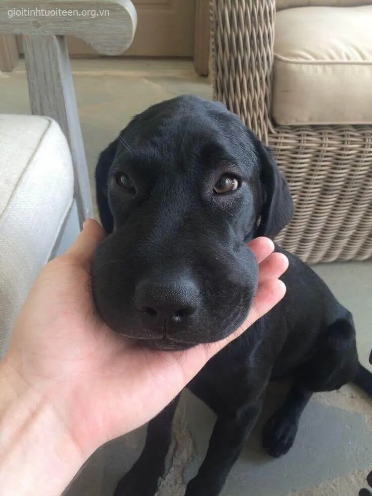 Chó bị ong đốt nhìn lúng túng, biểu cảm cực kỳ đáng yêu