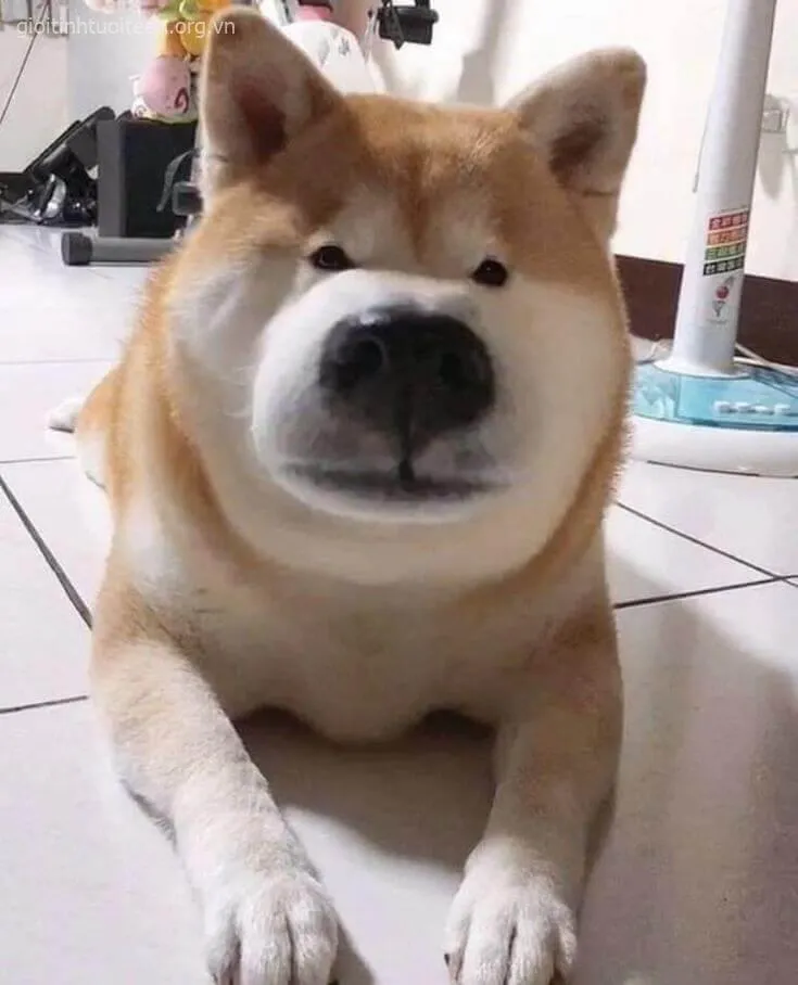 Shiba Inu bị ong đốt má đỏ ửng, ánh mắt vô cùng ngây ngô
