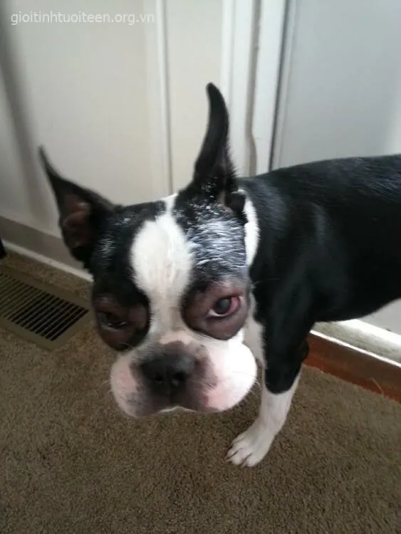 Gương mặt chó bị ong đốt sưng vù, cực kỳ hài hước