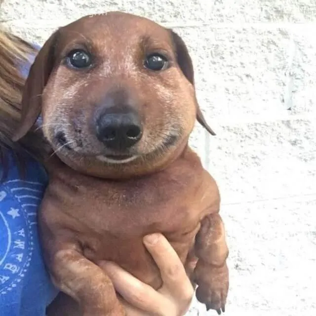 Biểu cảm chó bị ong đốt đầy bi hài khó tả