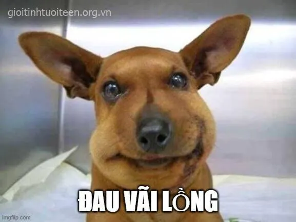 Chó bị ong đốt ánh mắt vô vọng, nhìn thật đáng thương