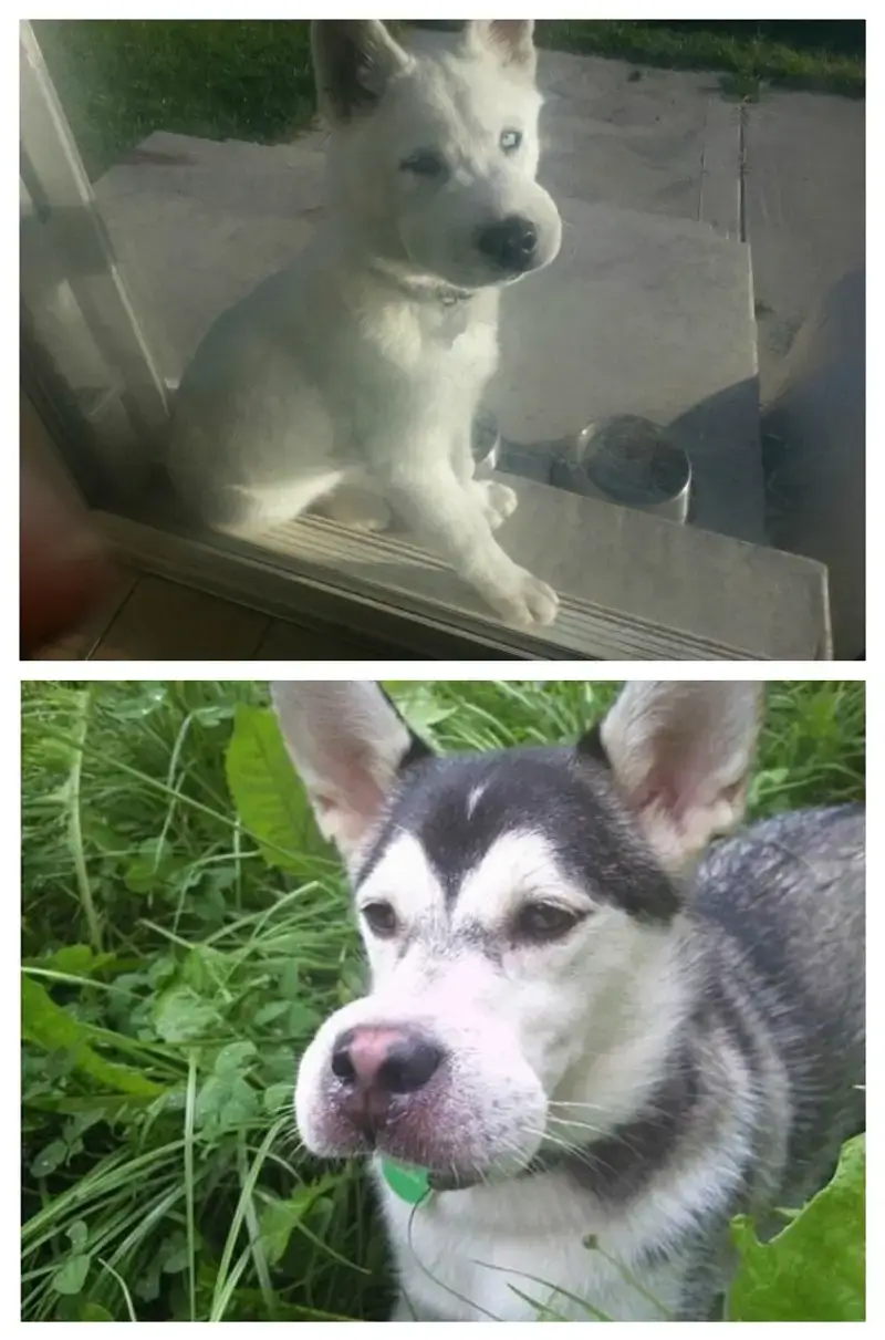 Gương mặt chó bị ong đốt trông vừa buồn vừa tội nghiệp