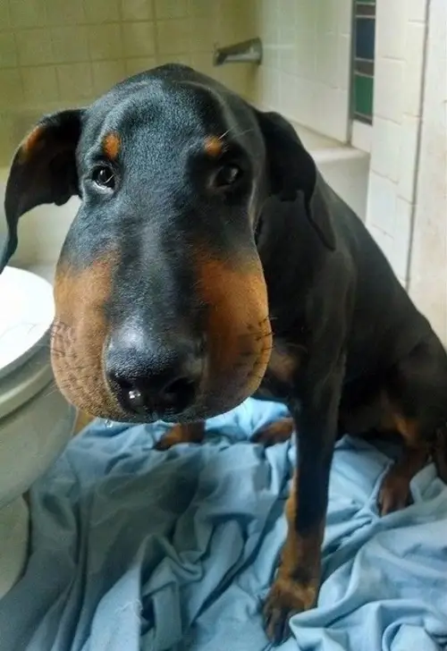 Biểu cảm chó bị ong đốt thật sự ngộ nghĩnh và đáng thương