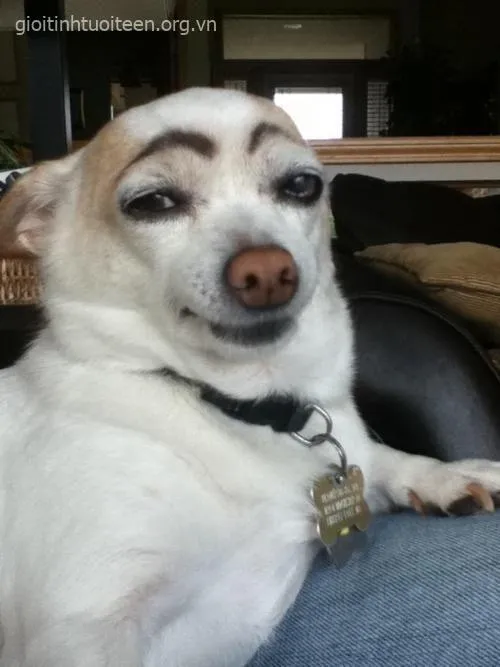 Chó cười thích chí khiến bức ảnh thêm phần sinh động.
