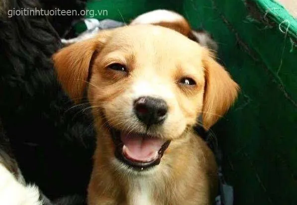 Chó cười lạc quan tràn đầy sức sống và năng lượng.