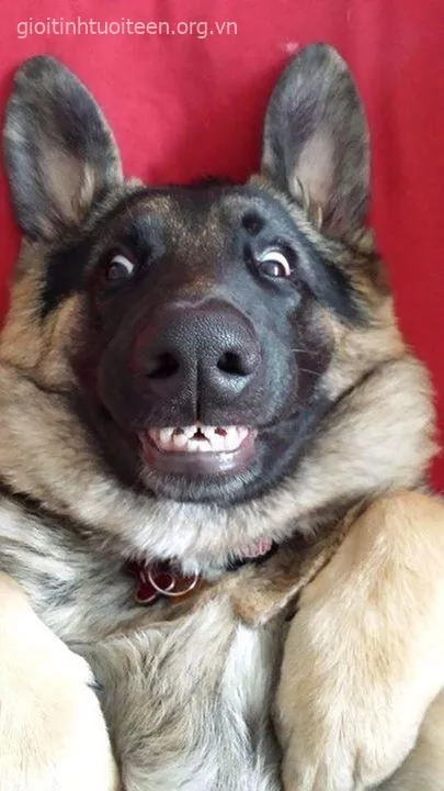 Chó cười khúc khích nhẹ nhàng nhưng vô cùng dễ thương.