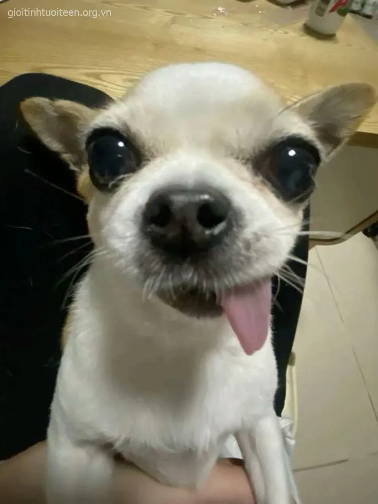 Chó cười ngây ngô tạo dáng cực đáng yêu dễ mến.