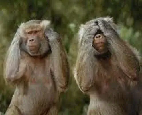 Meme chú khỉ ôm đầu hoang mang