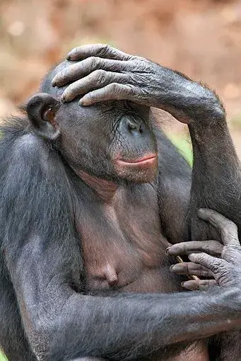 Ảnh chế khỉ ôm đầu thất vọng lầy lội