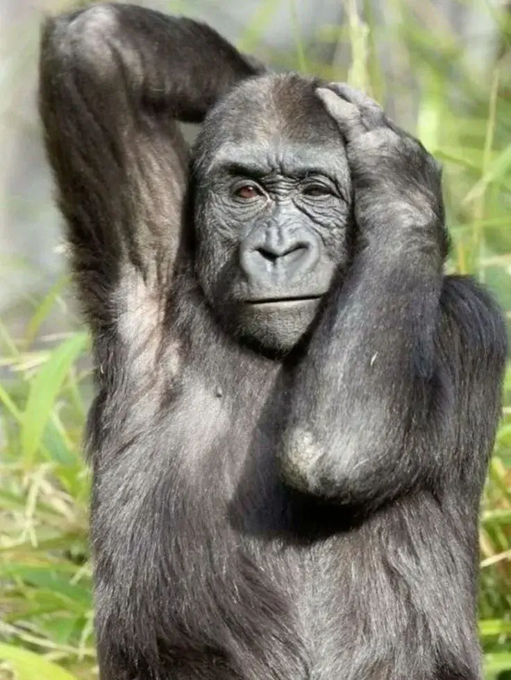 Ảnh meme chú khỉ ôm đầu cạn lời lầy lội