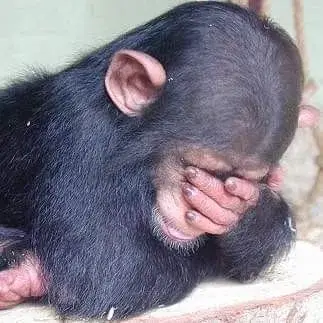 Hình chế khỉ ôm đầu bất lực ngáo ngơ