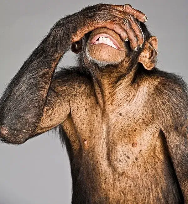 Hình chú khỉ ôm đầu sốc cực gắt