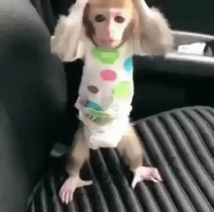 Ảnh chế con khỉ ôm đầu hoảng hốt bá đạo