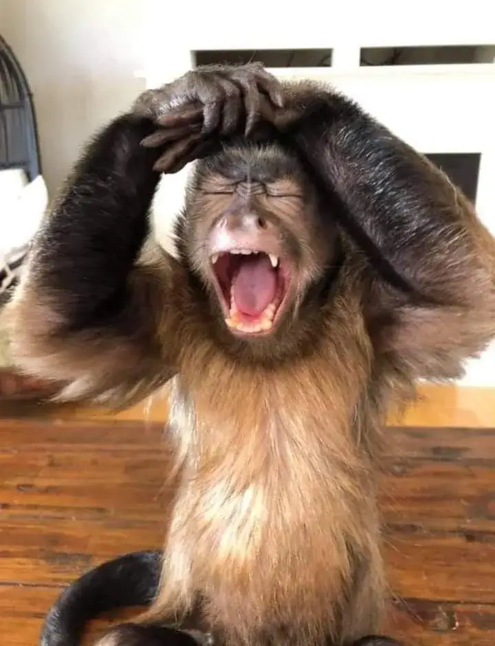 Meme chú khỉ ôm đầu không tin nổi chấn động