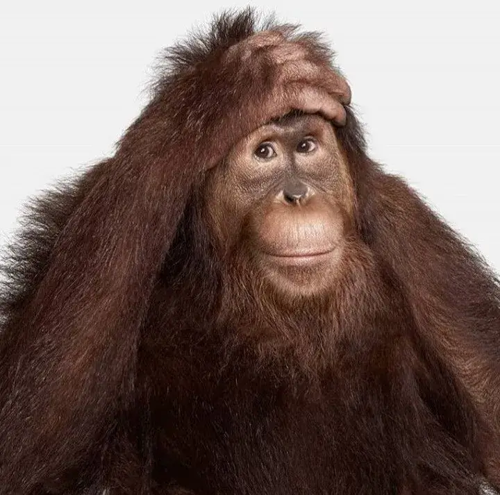 Hình meme khỉ ôm đầu bất ngờ dở khóc dở cười