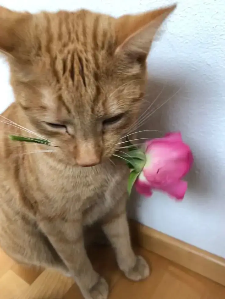 Mèo nhỏ đáng yêu, trao hoa với ánh nhìn đượm buồn