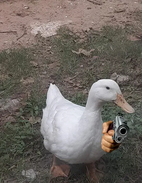 Meme vịt con cầm súng mang dáng vẻ ngầu lòi.