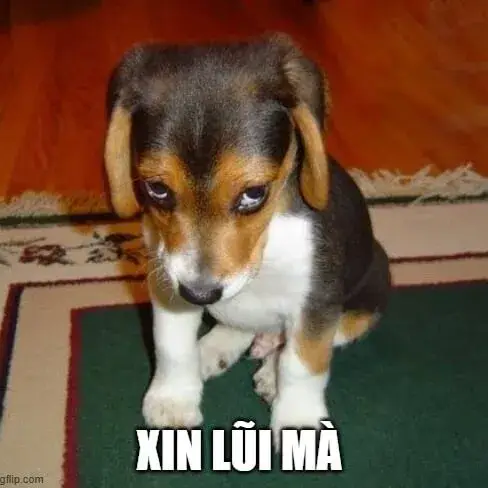 Meme chó con dập đầu xin lỗi cực hài