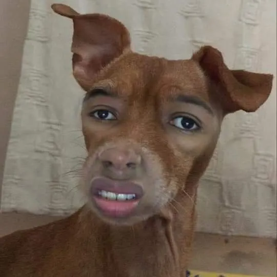 Nụ cười chú chó chua chát cực hợp tình huống khó.