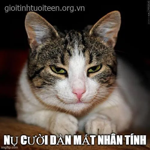 Meme mèo cười hiểm ác, gương mặt đầy toan tính.