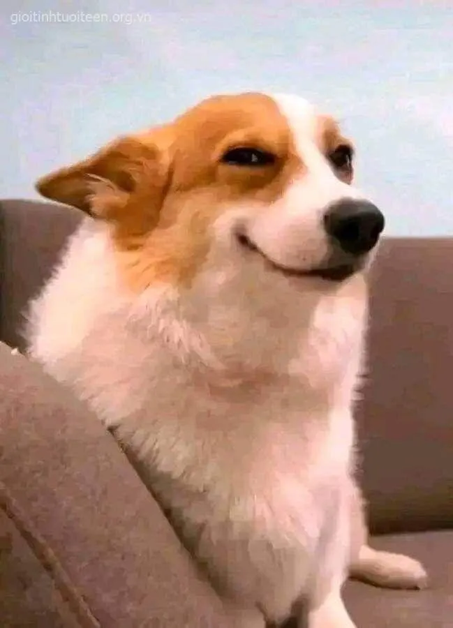 Meme cười mỉa mai, ánh mắt xoáy sâu.