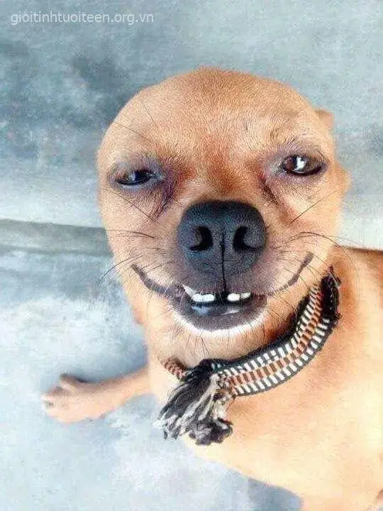 Meme chú chó cười đểu nguy hiểm