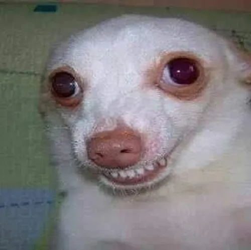 Biểu cảm chó cười miễn cưỡng ngượng nghịu khó xử