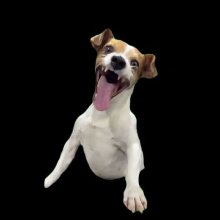 Chú chó cười bùng nổ như muốn xua tan mọi mệt mỏi