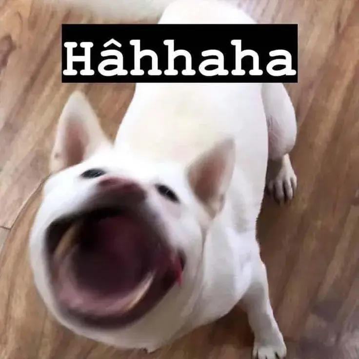 Biểu cảm chó cười haha sảng khoái