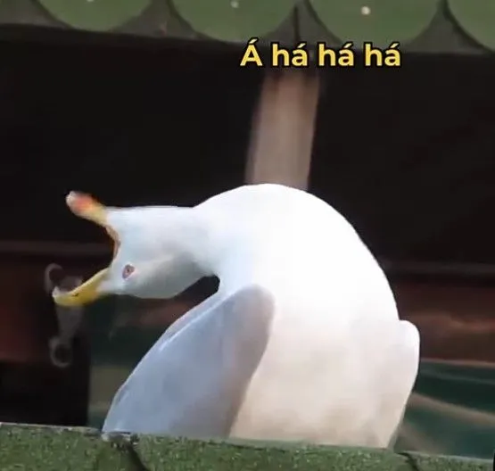 Vịt trắng cười thoải mái khiến cộng đồng mạng thích thú